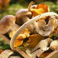 A l'automne c'est la ceuilette !